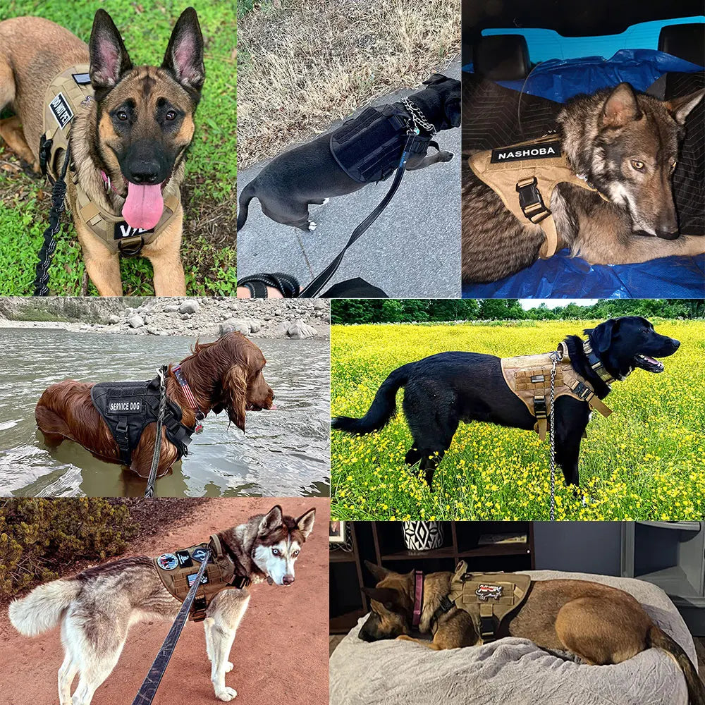 Malinois Dog Harness Leash Set - Elfinna